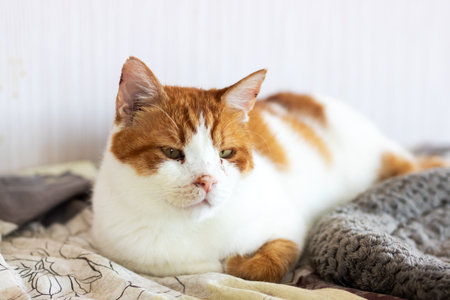 A Charming Ginger Cat Relaxing Comfortably on Soft Textilesの写真素材