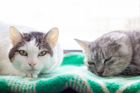 Two Cozy Cats Relaxing on a Soft Blanket by the Windowの写真素材