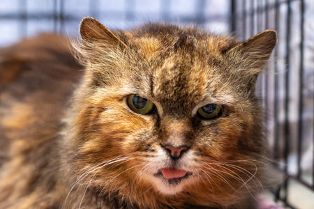 This image depicts a closeup view of a cats face, showing intricate details, as it gazes out from...