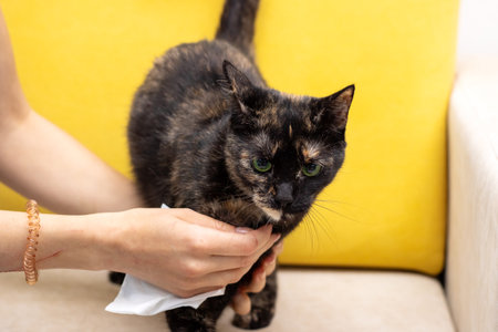 A person is attentively cleaning a domesticated cat using a paper towel to ensure its fur is spotless and wellmaintainedの写真素材