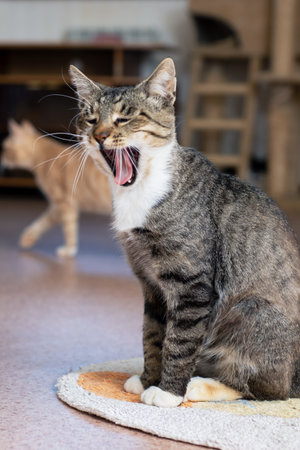 A cat with its mouth open is sitting contentedly on a soft rug, enjoying its surroundings and...