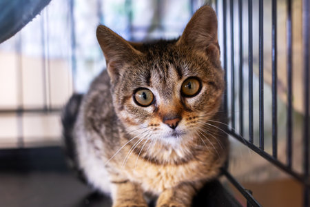 A fluffy cat is currently sitting inside a cage, gazing at the cameraの写真素材