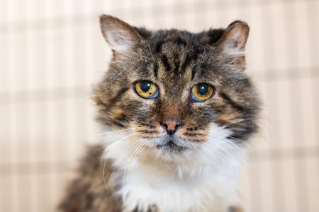 This is a closeup image of a cats face that is looking directly at the cameraの写真素材