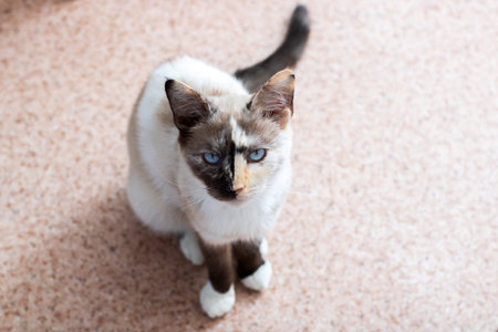 A beautiful cat with stunning blue eyes is looking up at the cameraの写真素材