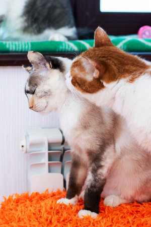 Two adorable cats are intently looking at each other on a vibrant orange rugの写真素材