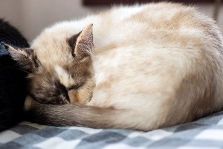 A cozy brown and white cat is peacefully sleeping on a soft bed, enjoying its time of rest and...