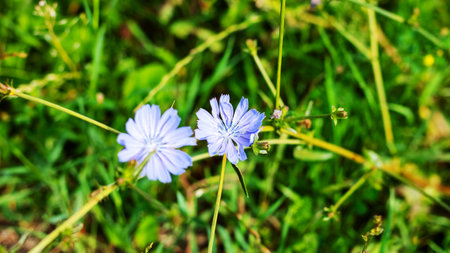 Here you can see a detailed closeup of two beautiful purple flowers nestled among the lush green...