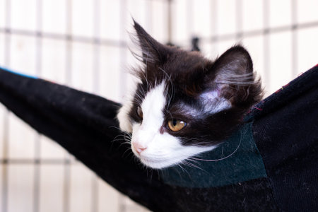 A blackandwhite tuxedo kitten rests in a hammock inside a shelter cage, calmly gazing to the side,...