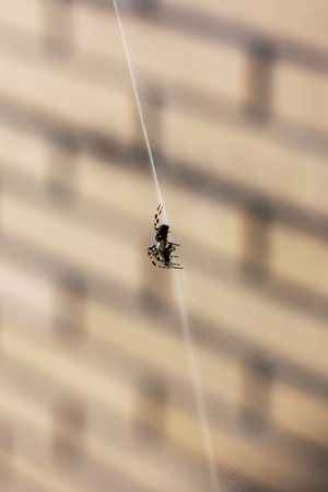 A small spider hangs on a silk strand with detailed web lines and a compact body, set against a...
