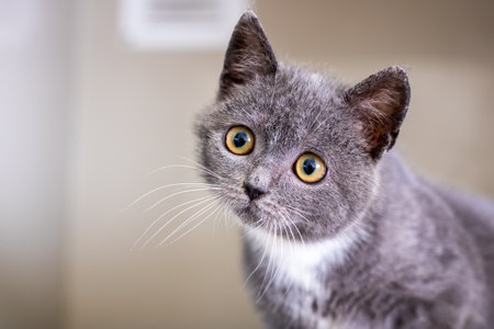 Gray kitten closeup with yellow eyes, inquisitive expression, soft gray fur, indoor home setting,...