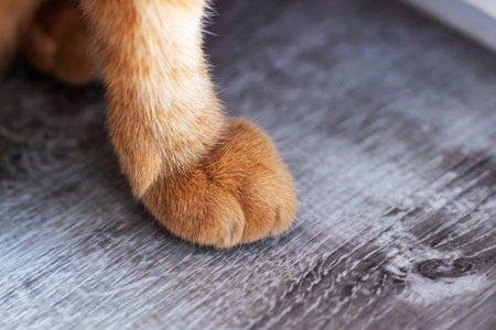 Closeup ginger cat paw resting on wooden floor, soft fur detail, focused pad and claw, warm natural...