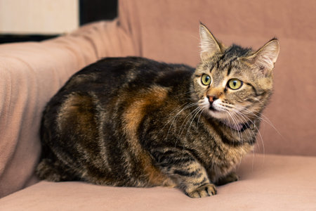 tortoiseshell cat resting on soft couch, curled posture with peaceful gaze, warm sunlight and...