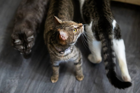 tabby cat looking up indoors investigating water droplets on whiskers while companion cat passing across wood floor,の写真素材