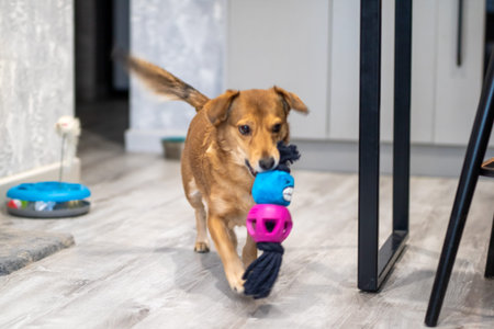 Small brown dog carrying colorful toy down modern laminate floor, tail wagging, playful energy, blue...
