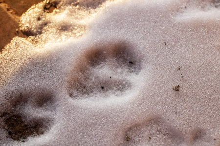 closeup paw prints in snow, frosted crystals sparkling in golden dawn light, canine pad imprints...