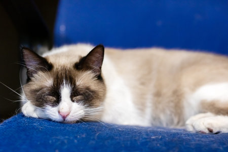 snowshoe cat sleeping on blue chair, curled paws, closed eyes, soft fur texture, warm domestic atmosphere, intimateの写真素材