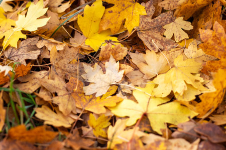 closeup golden maple leaves scattered, damp park soil after morning rain, warm amber tones, visible...