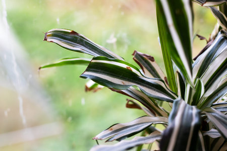Variegated dracaena leaves by window, soft morning light, raindrops on glass, shallow depth of field, warm bokeh, urbanの写真素材
