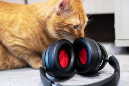 ginger cat sniffing headphones on floor, curious feline explores red ear cushions, relaxed posture on soft carpet, warmの写真素材