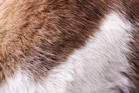 closeup brown and white fur texture, soft tactile surface bathed in warm sunlight, fine strands and...
