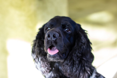 Closeup black cocker spaniel portrait, attentive expression and tongue out, sunlit soft background, glossy coat detail,の写真素材