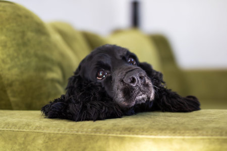 black spaniel resting on green sofa, soulful eyes gazing upward, soft velvet upholstery catching warm sunbeam, relaxedの写真素材