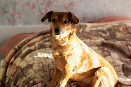 alert brown dog sitting upright on bed, sunlit side highlights soft fur, attentive expression...