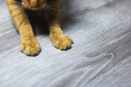 Closeup orange cat paws on floor, soft morning light highlights textured laminate grain, relaxed kitten posture suggestsの写真素材