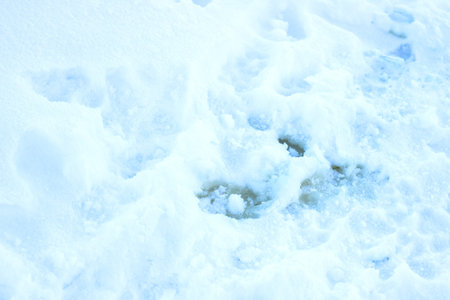 Snow ground with paw prints, pale blue light, shallow depressions and granular crystals, minimal...