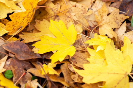 Yellow maple leaves scattered on ground, closeup of crisp autumn foliage creating warm golden...