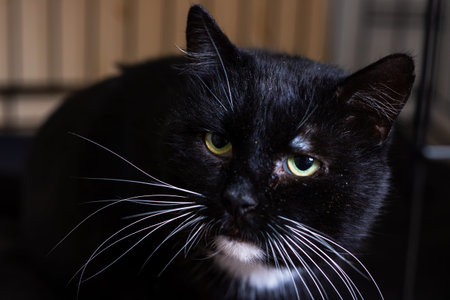 Black cat closeup with intense gaze. Glossy black fur, vivid green eyes, long white whiskers, subtle...