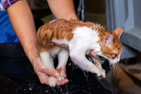 Dripping orange kitten held above tub after shelter rinse, hands supporting body, soapy fur, nervous...