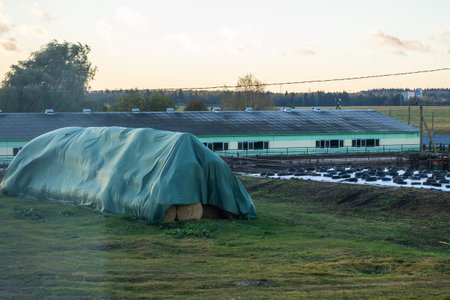 Covered haystack near poultry farm buildings, green tarp over bales, muddy ground with puddles and wet grass, long lowの写真素材