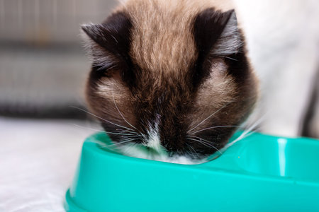 Cat eating from turquoise bowl head down, focused muzzle and whiskers in contact with food, indoor kitchen setting, warmの写真素材