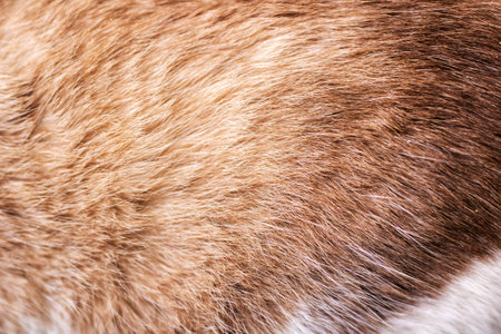 Closeup golden cat fur texture soft sunlight and fine hair detail, silky fluff with warm beige and...