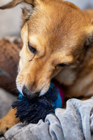 Brown dog chewing rope toy, energetic play and tugging action, closeup of muzzle and teeth, textured blanketの写真素材