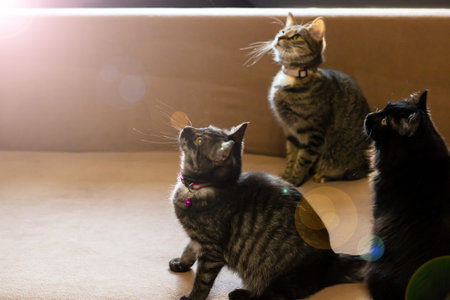 Sunlit tabby trio on carpeted floor, bathed in golden light with visible dust motes and lens flare,...