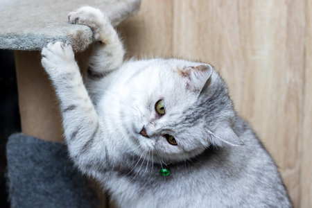 Gray cat on scratching post, intense clawing and stretch, playful exercise moment, textured post and bell collarの写真素材