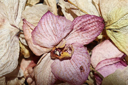Dried orchid flowers (phalaenopsis) in pale colors, vintage style.の写真素材