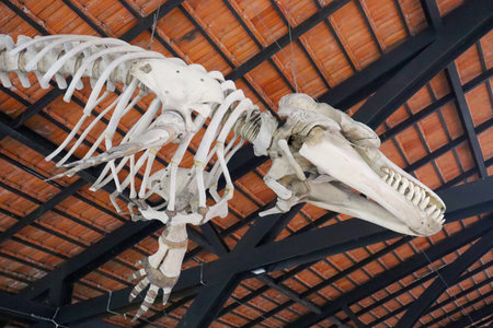 Original skeleton of an orca whale, displayed at the Reception Center of the Museum of Life, FundaÃ§Ã£o Oswaldo Cruz, Rio de Janeiro, Brazil.の写真素材