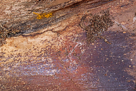 Close-up of a dried coconut palm leaf sheath (Cocos nucifera), showing its rough, fibrous brown...
