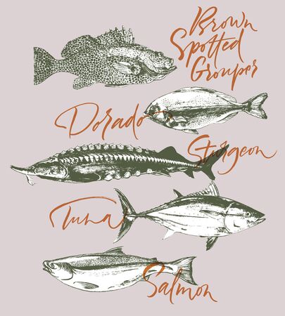 Three delicates fish. Tuna, salmon, brown spotted grouper, sturgeon, dorado. Hand drawn with brush and ink delicious meal  vector illustrationのイラスト素材