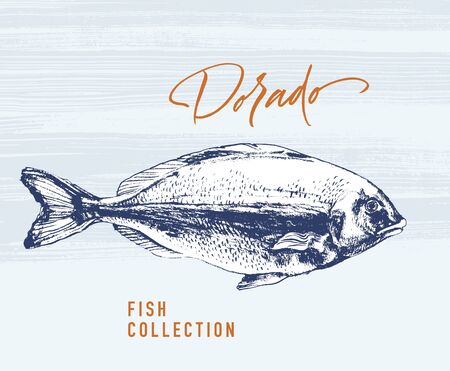 Delicates fish. Dorado. Hand drawn with brush and ink. Delicious meal vector illustrationのイラスト素材