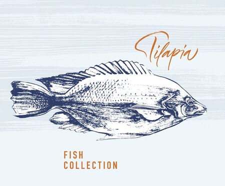 Delicates fish. Tilapia. Hand drawn with brush and ink. Delicious meal vector illustrationのイラスト素材