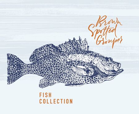 Delicates fish. Brown spotted grouper. Hand drawn with brush and ink. Delicious meal vector illustrationのイラスト素材