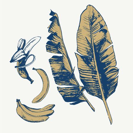 Bright  banana set with leaves drawing with ink and brush on pink background.のイラスト素材