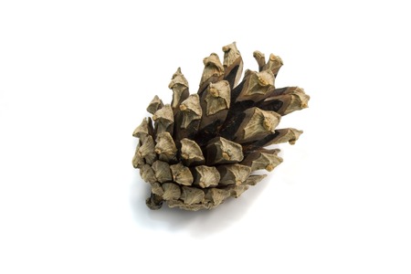 Strobile of pine tree overwhite background with shadow