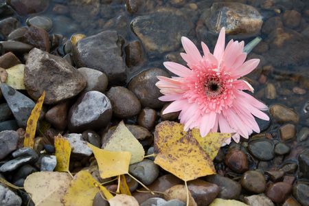 Pink flower on the shore of lakeの写真素材