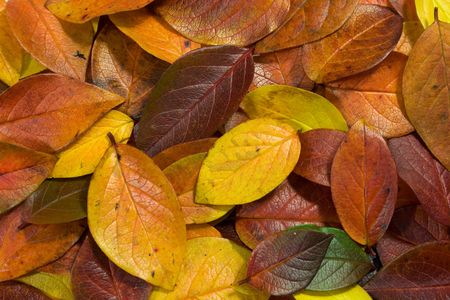 Multicolor tree leaves lies on the ground