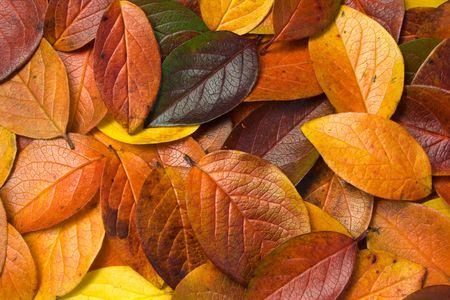 Multicolor tree leaves lies on the ground